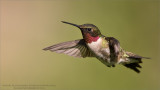 Ruby-throated Hummingbird in Flight