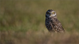 Burrowing Owl - Florida 