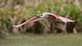Roseate Spoonbill in Flight