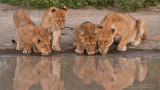 Lion Family Drinking
