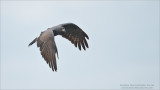 Snail Kite - Florida Tours