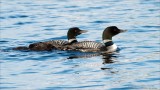 Common Loon Family