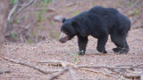 Sloth Bear - India 