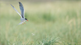 Common Tern in Flight