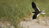  Black Skimmer in Flight with Dinner 