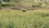 Black Skimmer Head on in Flight