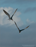 Black Skimmers Battle in the Sky