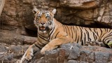 Tigress Lightning