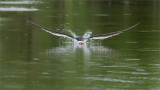 Black Skimmer in Flight skimming