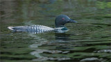 Common Loon 