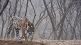 Tigress Arrowhead on the Prowl