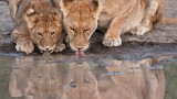 Thirsty Lions