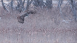 Great Grey Owl in Flight - Canada