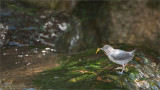 American Dipper - in Costa Rica