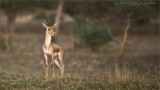 Indian gazelle aka Chinkara