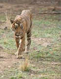 Royal Bengal Tiger - His Name is Pacman