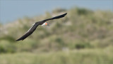 Black Skimmer in Flight