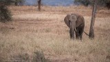 Tarangire National Park - Elephant