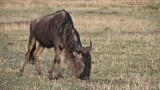 Wildebeest Grazing