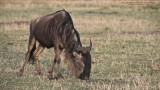 Wildebeest Grazing 