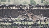 Wildebeest Crossing at the Mara River