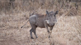 African Warthog