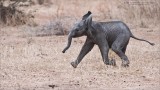 Baby elephant on the Run 