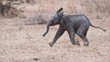 Baby elephant on the Run