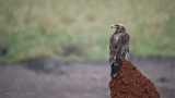 Tawny Eagle Hunting in Tarangire National Park