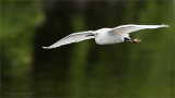 Snowy Egret in Flight 