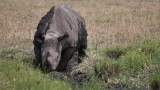 Black Rhino in the Mud