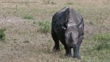 Black Phino Face to Face