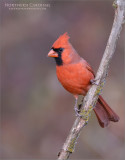 Male Northern Cardinal