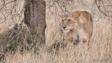 Lion Protecting her Family in the Grass