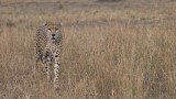 Cheetah Hunting