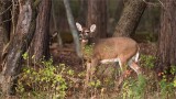 White-tailed Deer 