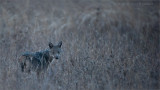 Black-backed Jackel