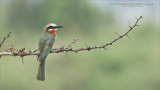 White-fronted bee-eater 