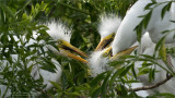 Great egret family Nest