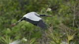Wood stork in Flight