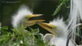  Great egret Chicks in Florida