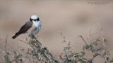 Northern white-crowned shrike