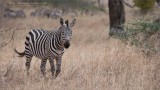 Tanzania Zebra