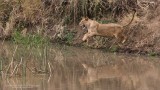 Leaping lion