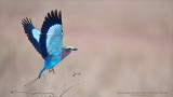 Lilac-breasted roller Lift Off!