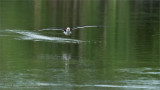 Black skimmer in for a drink