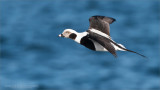 Long-tailed duck in Flight