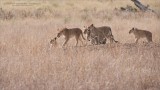Lions on the Move