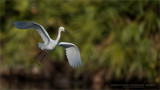  Snowy egret in Flight 