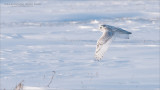 Snowy Owl in Flight - Photo Tours to Wild Owls - never baited.